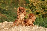 CAVALIER KING CHARLES 741